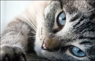 Quelle est ton activité préférée ?