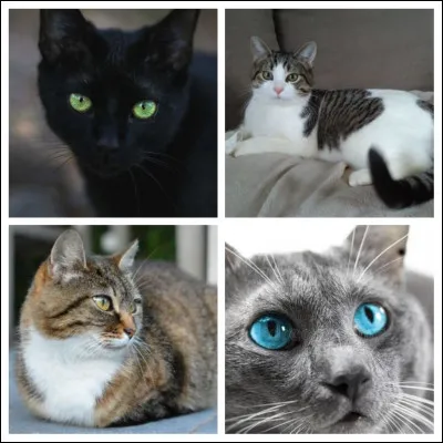 De quelle couleur son pelage est-il ?