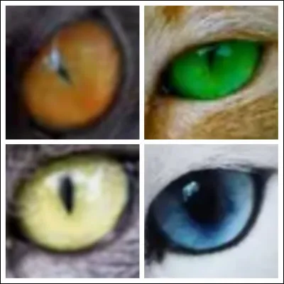 De quelle couleur ses yeux sont-ils ?