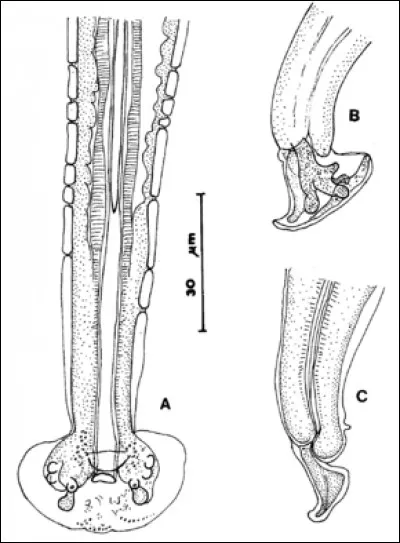 Tenoranema alcoveri est l'unique représentant du genre Tenoranema.