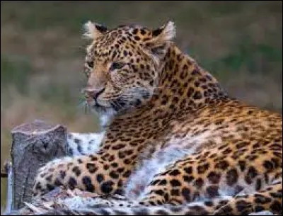 Quel est le nom scientifique du léopard de l'Amour ?