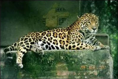 Quel est le nom scientifique du jaguar ?