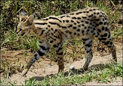 Quel est le nom scientifique du serval ?