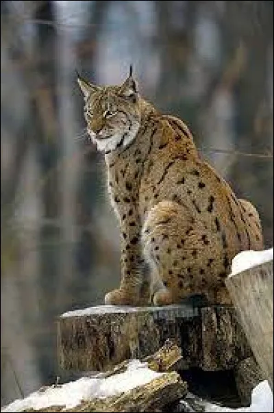 Quel est le nom scientifique du lynx boréal ?