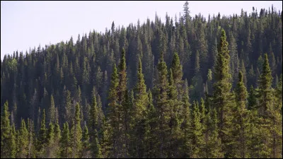 Quel est ce type de forêt ?