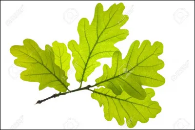 De quel arbre provient cette feuille ?