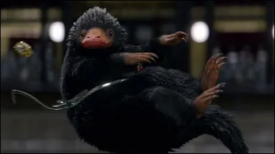 Quel est l'inconvénient de posséder un (adorable) Niffleur ?