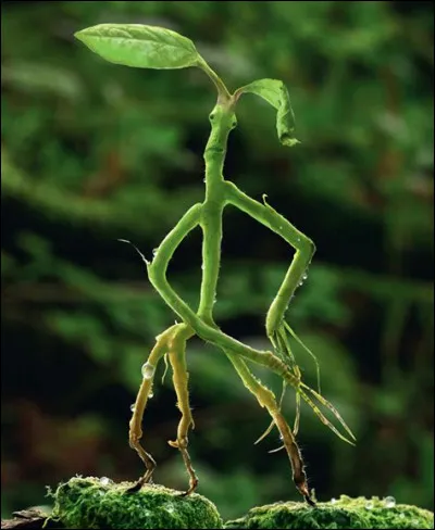 Où vivent les Botrucs ?