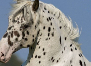 Quiz Les races de chevaux de trait