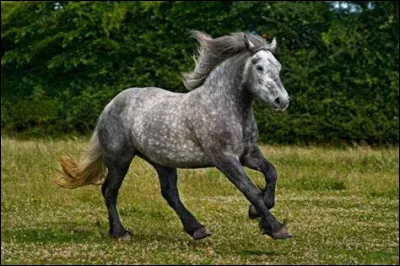 Quelle est cette race ?