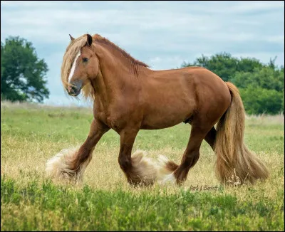 Quelle est cette race ?