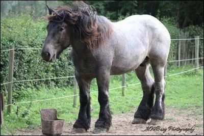 Quelle est cette race ?