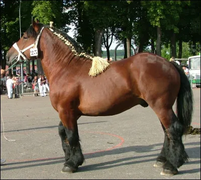 Quelle est cette race ?