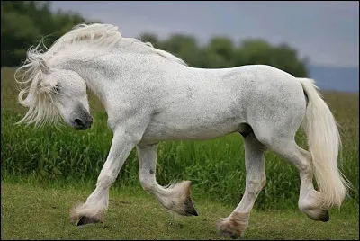 Quelle est cette race ?