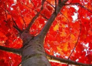 Test Quel arbre d'automne es-tu ?