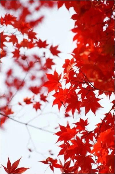 Laquelle de ces feuilles préfères-tu ?