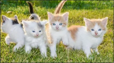 Veux-tu avoir des chatons ?