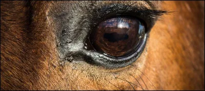 Tu veux un cheval...