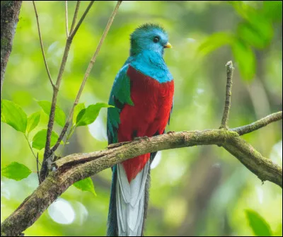 Quetzal : de quel pays ce magnifique oiseau est-il l'emblème ?