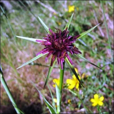 Quelle herbac&eacute;e de la famille des ast&eacute;rac&eacute;es est cultiv&eacute;e pour ses racines sucr&eacute;es consomm&eacute;es en rago&ucirc;t ou avec une sauce b&eacute;chamel ?