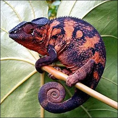 Qui &eacute;tait le chanteur du groupe Culture Club, interpr&egrave;te de "Karma Chameleon" ?