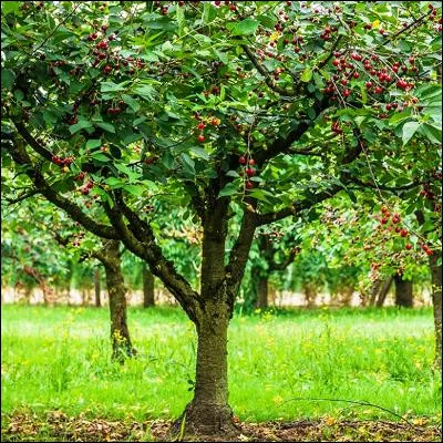 Quel personnage historique am&eacute;ricain aurait dit &agrave; son p&egrave;re quand il &eacute;tait enfant : "Je ne peux pas mentir, c�est moi qui ai abattu le cerisier" ?