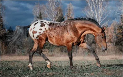 Quelle est cette race ?