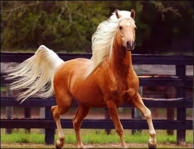 Quelle est cette race ?