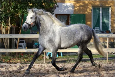 Quelle est cette race ?