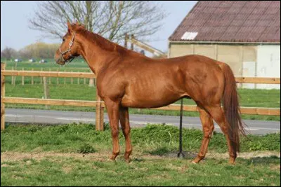 Quelle est cette race ?