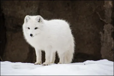 Comment appelle t-on le bébé renard polaire ?