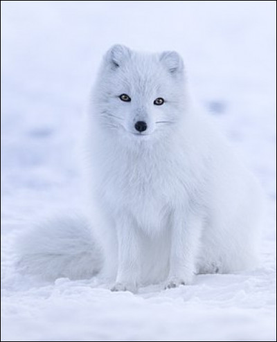 Quel est le nom scientifique du renard polaire ?