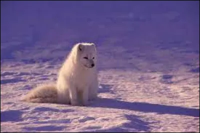 Quels sont les prédateurs du renard polaire ?