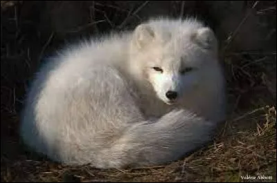 À quel age le renard polaire devient-il adulte ?