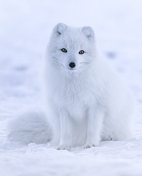 Quiz Renards
