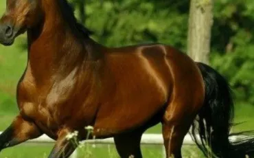 Quiz Poneys