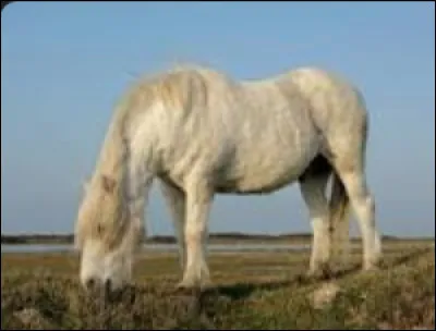 Quelle est cette race ?