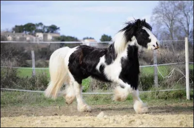 Quelle est cette race ?