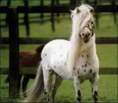 Quelle est cette race ?