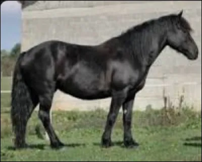 Quelle est cette race ?