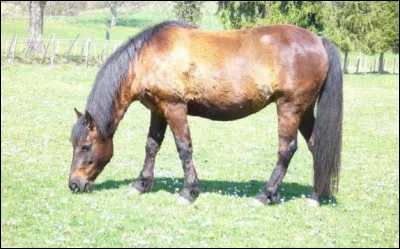 Quelle est cette race ?