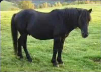 Quelle est cette race ?