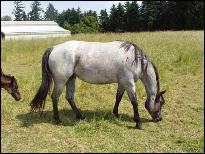 Quelle est cette robe ?