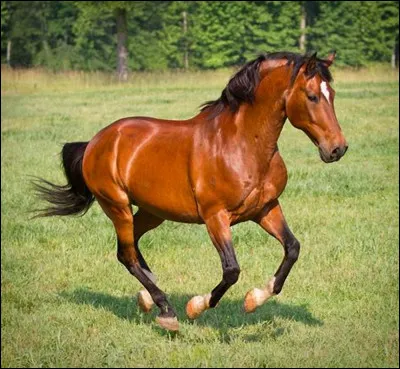 Quelle est cette robe ?