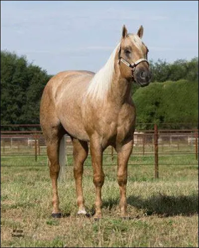 Quelle est cette robe ?