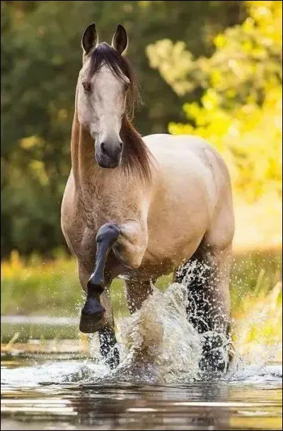 Quelle est cette robe ?