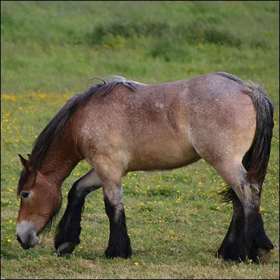 Quelle est cette robe ?