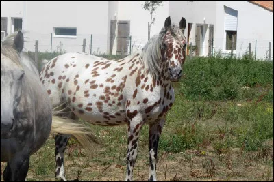 Une dernière fois, quelle est cette robe ?