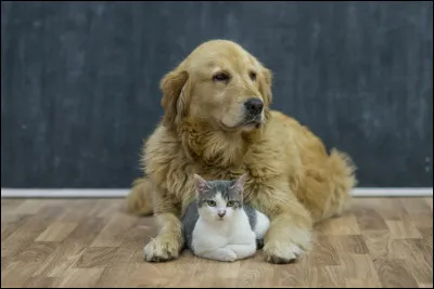 Veux-tu que ton chat cohabite avec les chiens ?