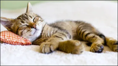 Quelle qualité ton chat devra-t-il avoir ?